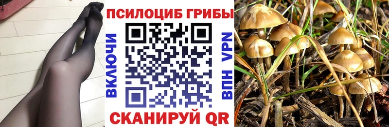 как найти закладки  Тосно  Псилоцибиновые грибы Psilocybine cubensis 